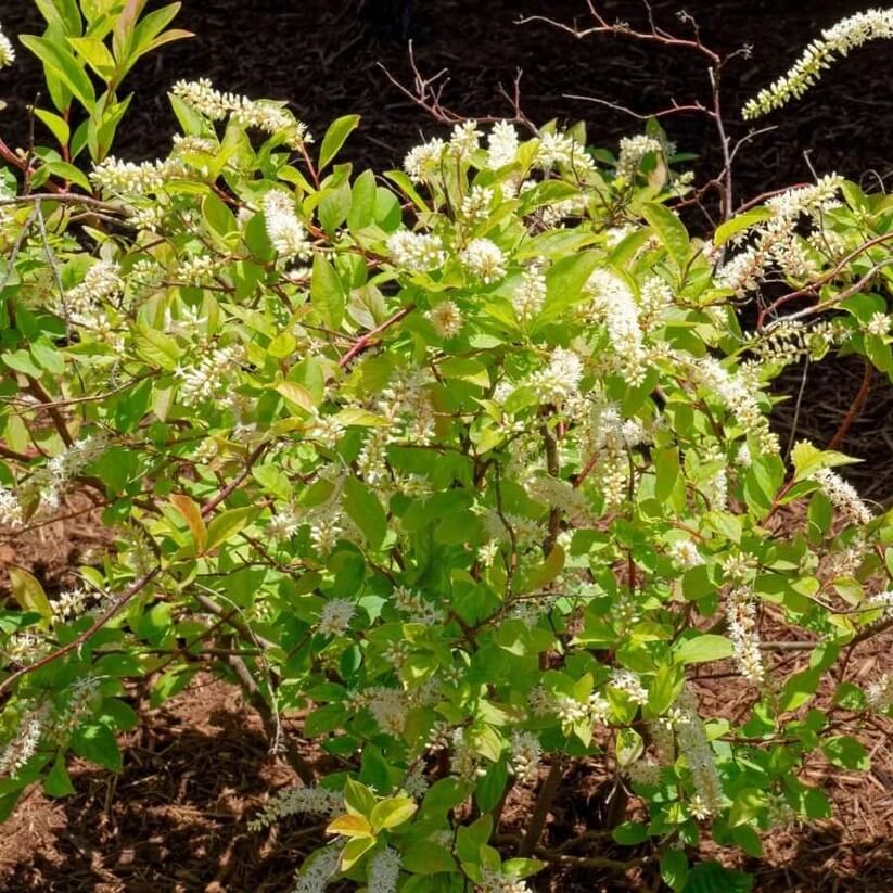 sweetspire Seeds