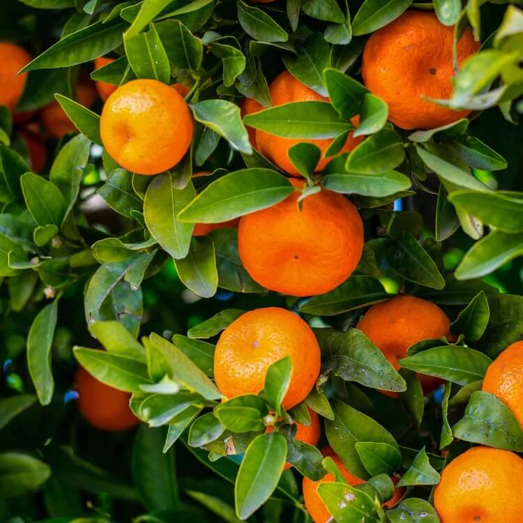 tangerine mandrin seeds