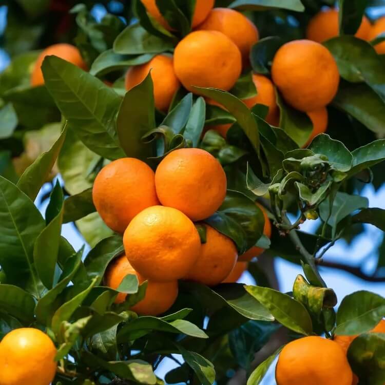 tangerine mandrin seeds