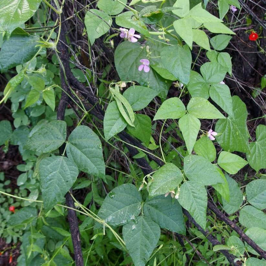 tepary bean seeds for Planting