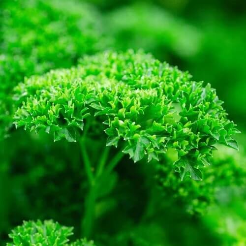 thai parsley seeds