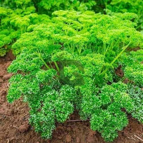 thai parsley seeds