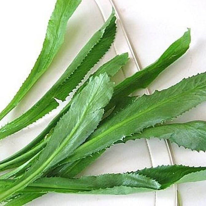 thai parsley seeds