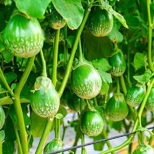 thai round green eggplant seeds