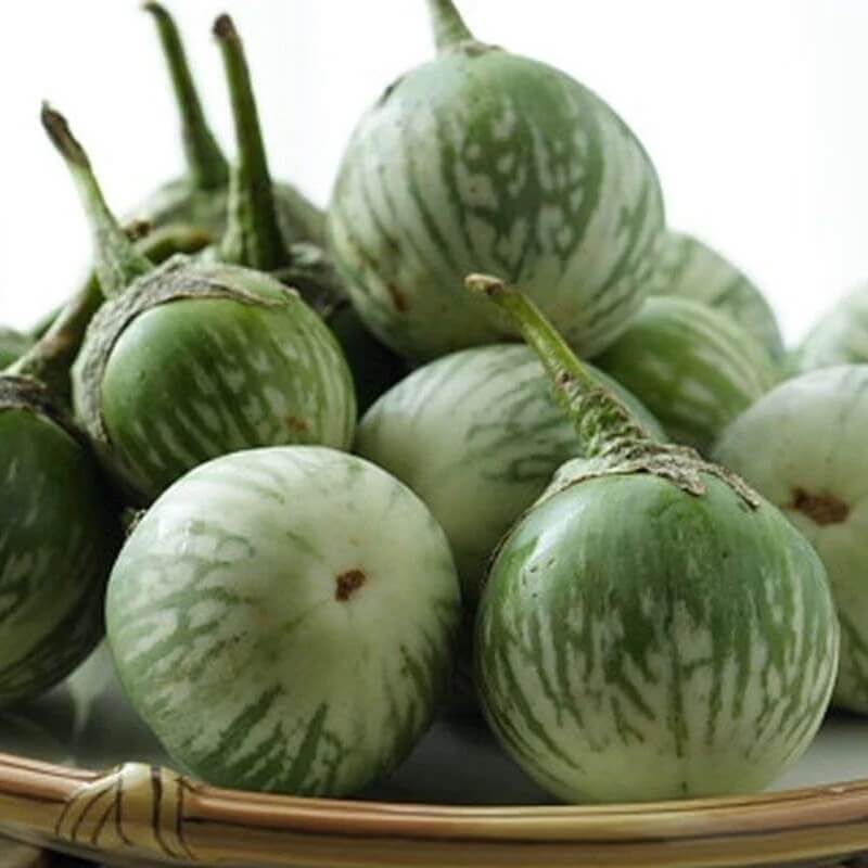 thai round green eggplant seeds