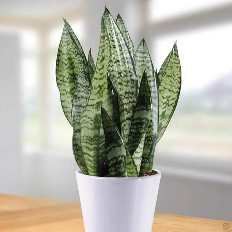 thick green Sansevieria  Seeds