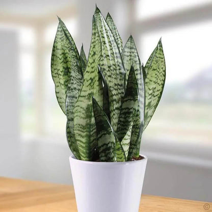thick green Sansevieria  Seeds