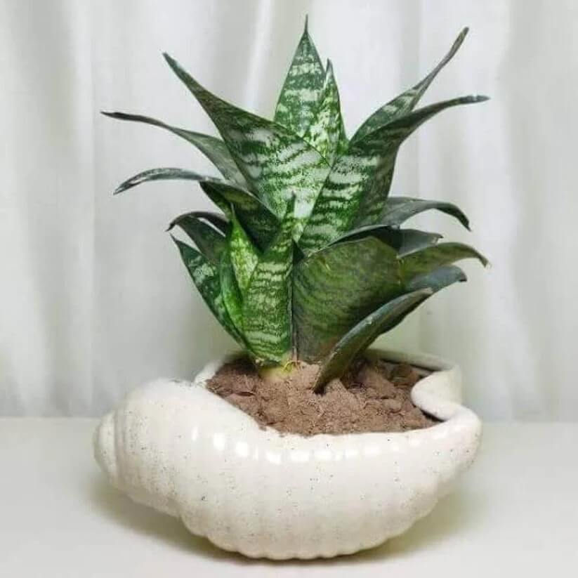thick green Sansevieria  Seeds