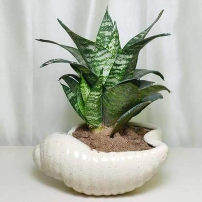 thick green Sansevieria  Seeds
