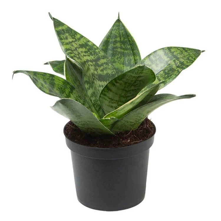 thick green Sansevieria  Seeds