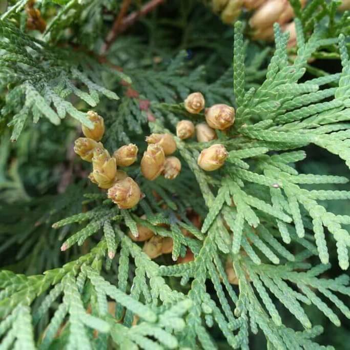 thuja occidentalis seeds