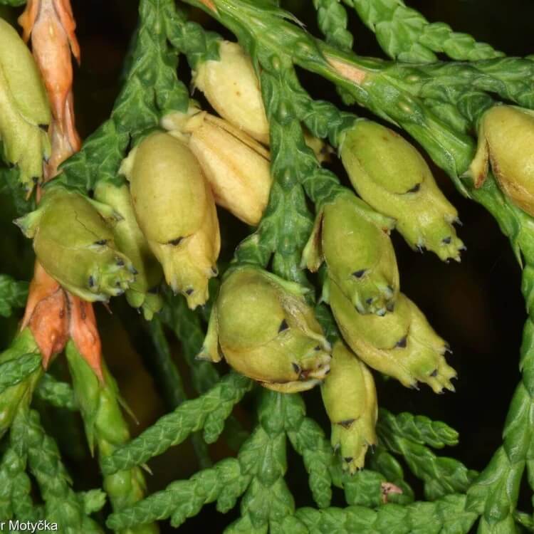 thuja occidentalis seeds