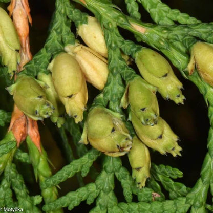 thuja occidentalis seeds