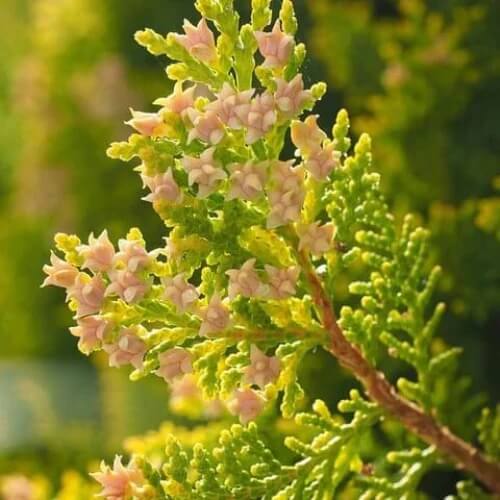 thuja occidentalis seeds