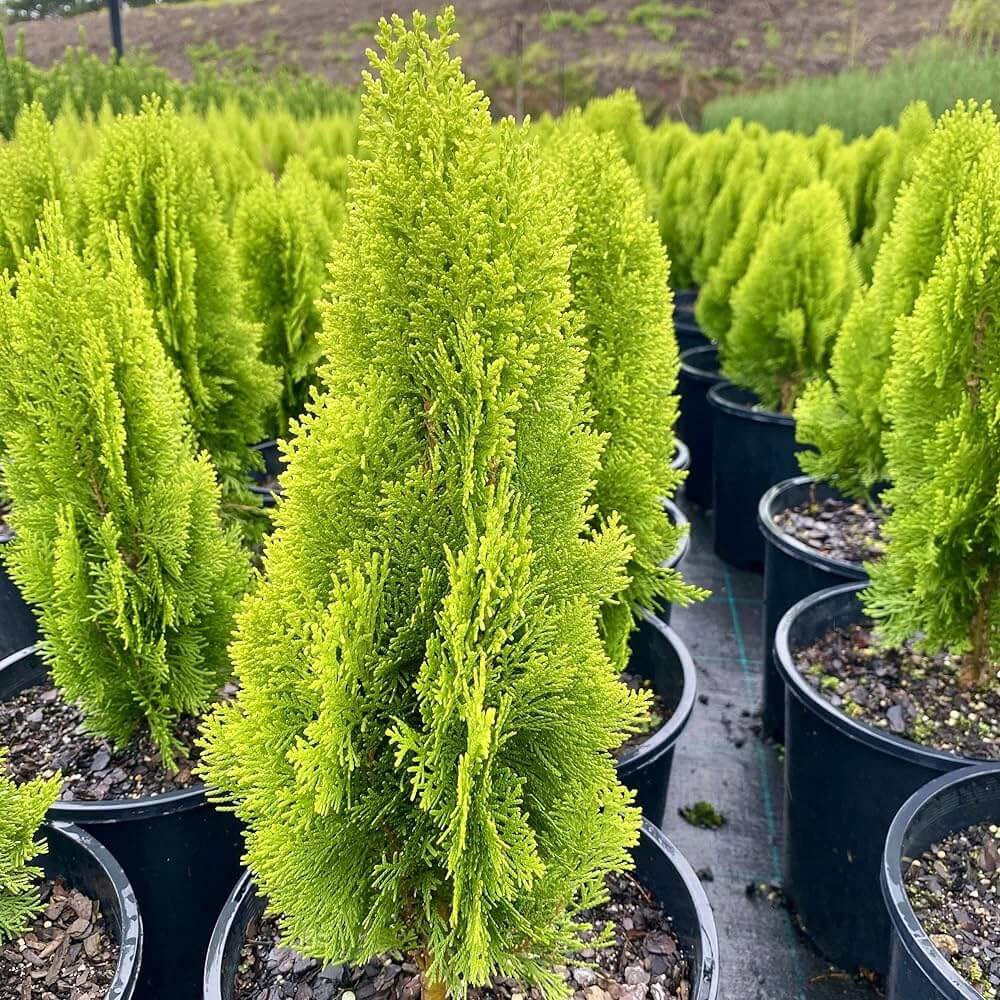 thuja occidentalis seeds