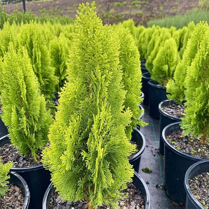 thuja occidentalis seeds