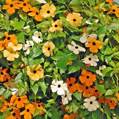 Thunbergia Alata Seeds - Flower Plant