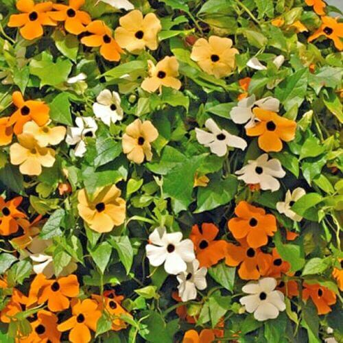 Thunbergia Alata Seeds - Flower Plant