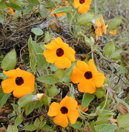 Thunbergia Alata Seeds - Flower Plant
