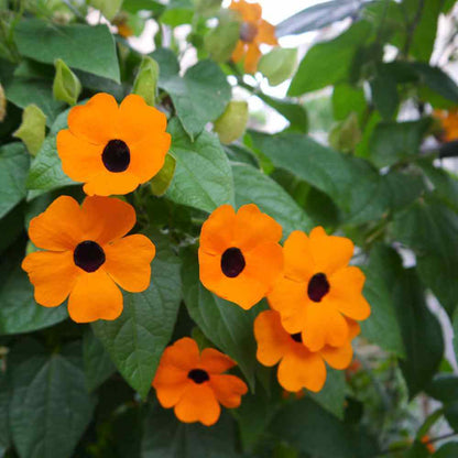 Thunbergia Alata Seeds - Flower Plant