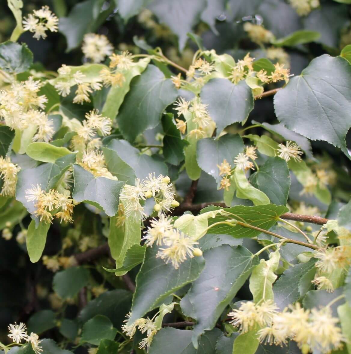 Linden Seeds - Tree Plant Seeds for Home Gardens