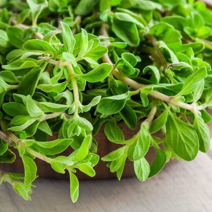 variegated marjoram - Herbal Plant