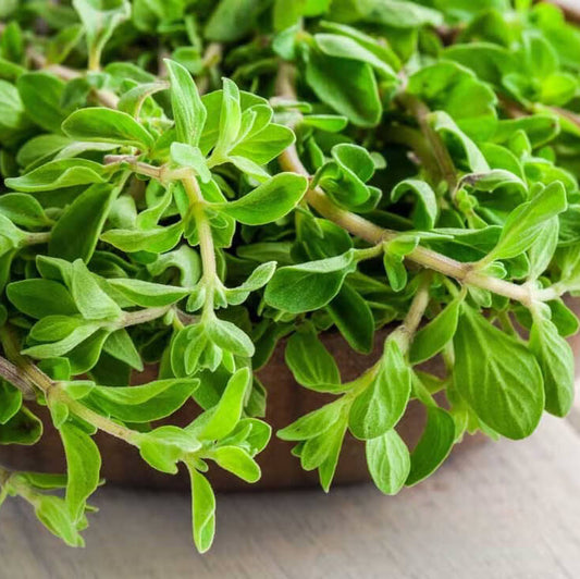 variegated marjoram - Herbal Plant