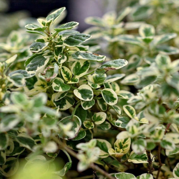 variegated marjoram - Herbal Plant