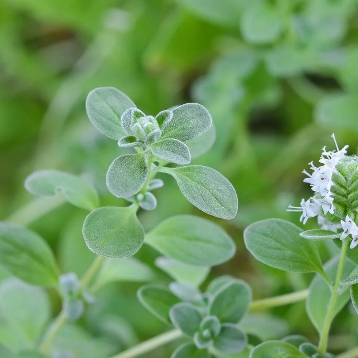 variegated marjoram - Herbal Plant