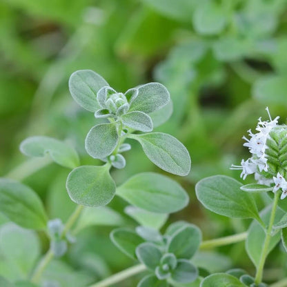 variegated marjoram - Herbal Plant