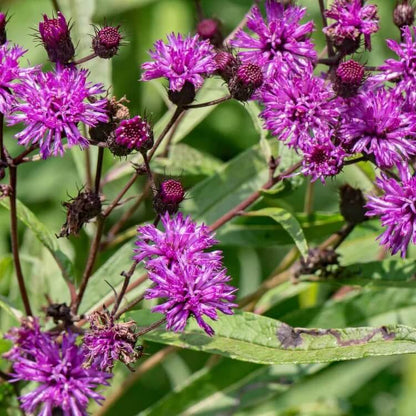 vernonia fasciculata seeds