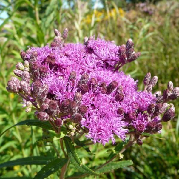 vernonia fasciculata seeds