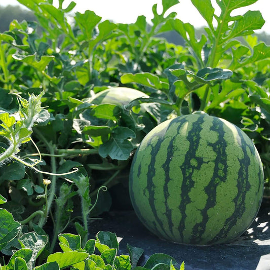 watermelon seeds