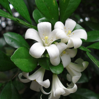 white Murraya Paniculata  Seeds