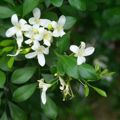 white Murraya Paniculata  Seeds