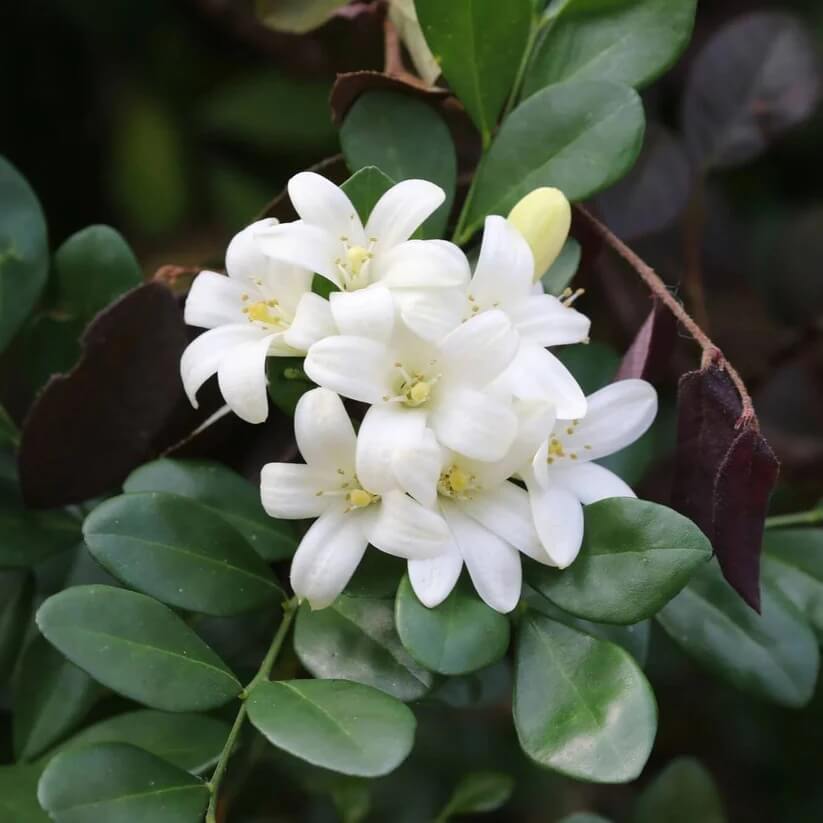 white Murraya Paniculata  Seeds