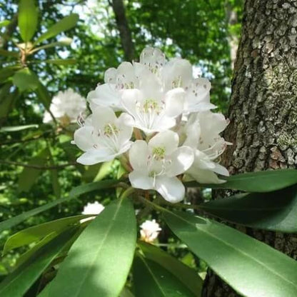 white Rhododendron Seeds