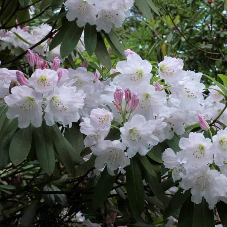 white Rhododendron Seeds