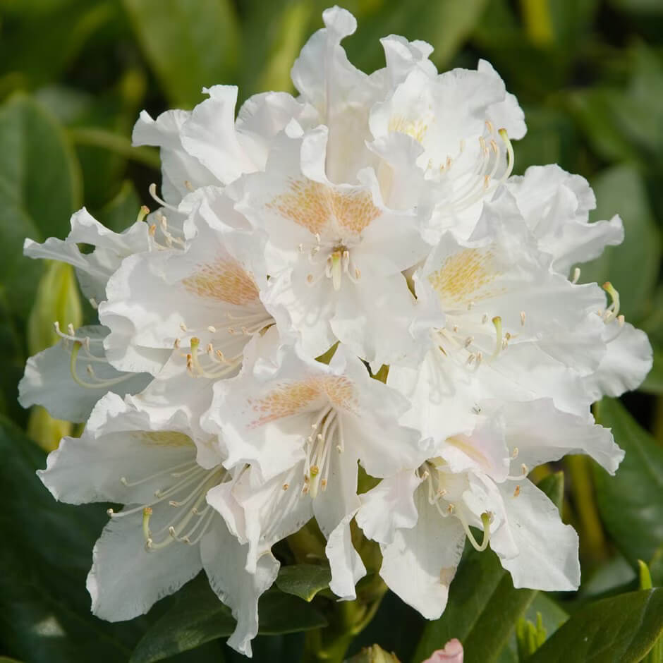 white Rhododendron Seeds