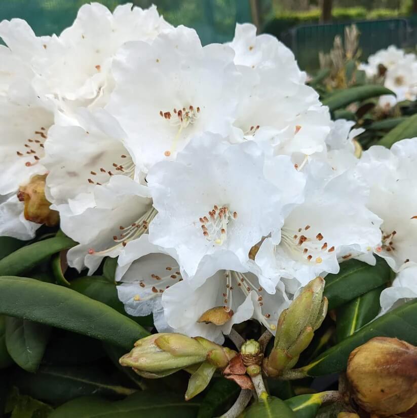 white Rhododendron Seeds