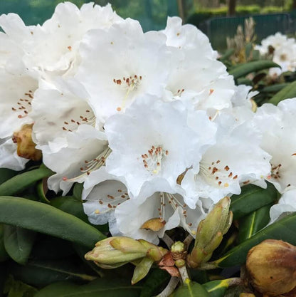 white Rhododendron Seeds