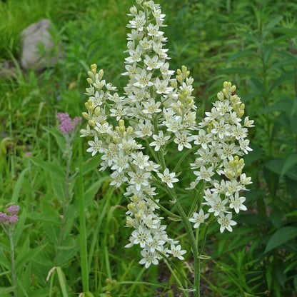 white Virginia Bunchflower Lily Seeds
