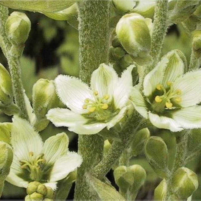 white Virginia Bunchflower Lily Seeds