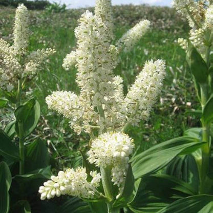 white Virginia Bunchflower Lily Seeds
