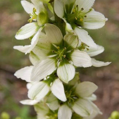 white Virginia Bunchflower Lily Seeds
