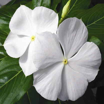 white periwinkle seeds
