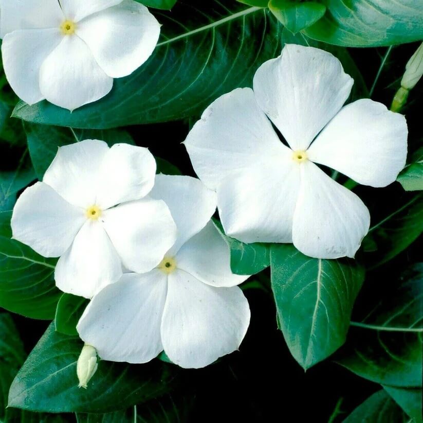 white periwinkle seeds