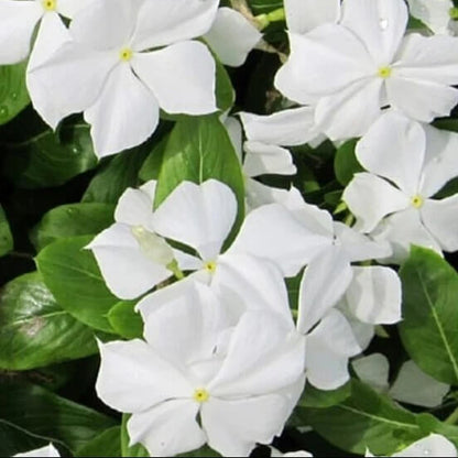 white periwinkle seeds