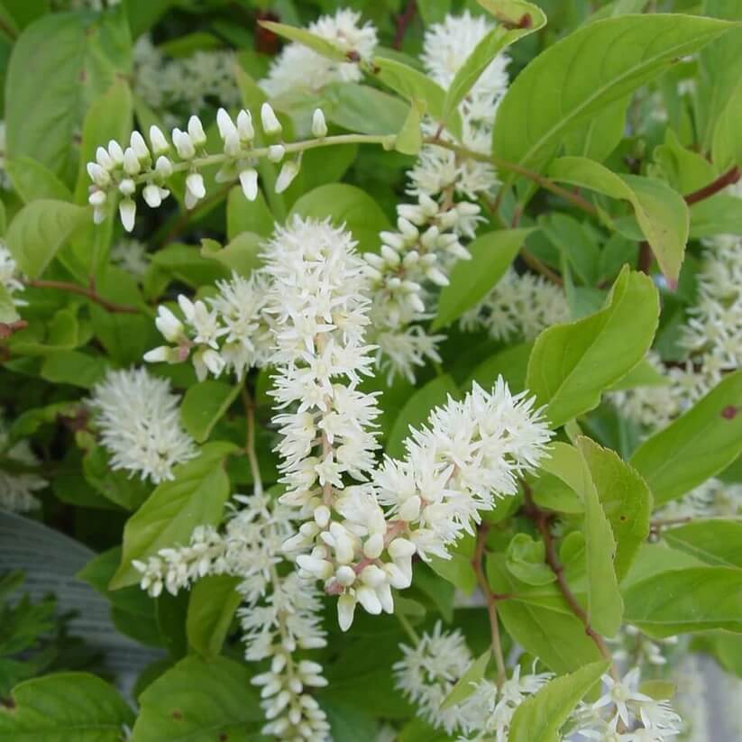 white sweetspire Seeds