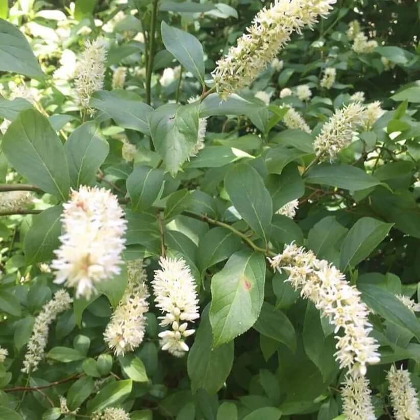 white sweetspire Seeds